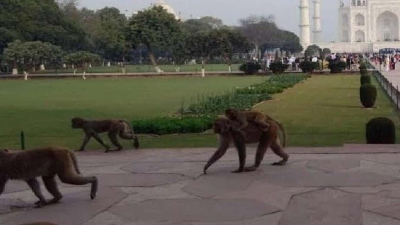 Agra: Monkey Safari Guided Walking Tour - Key highlights you’ll actually care about