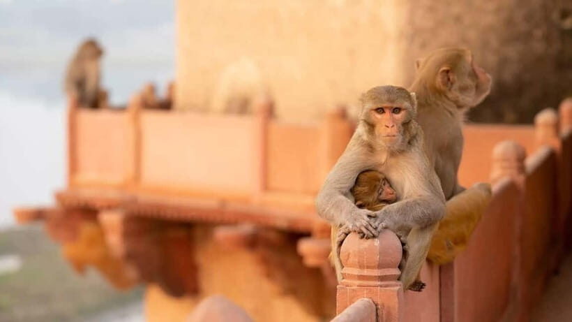 Agra: Monkey Safari Guided Walking Tour - How the guided Monkey Safari works in Agra