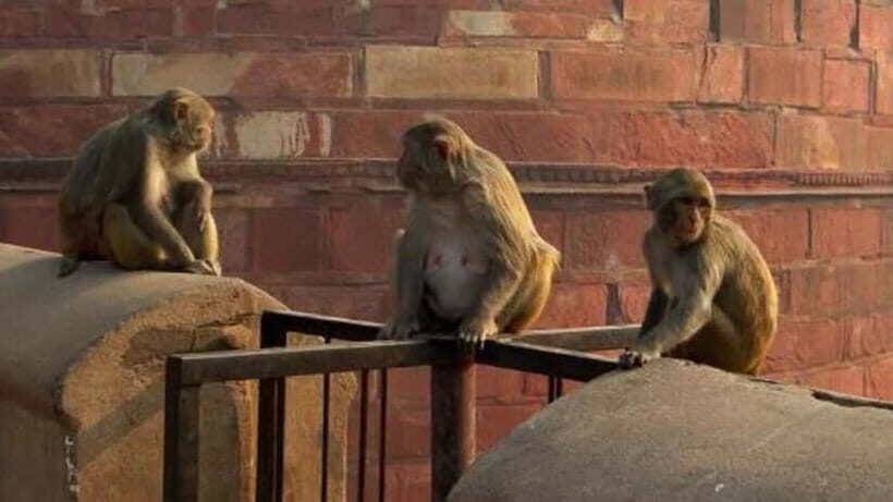 Agra: Monkey Safari Guided Walking Tour - Langurs and rhesus macaques: what you’ll spot on the walk