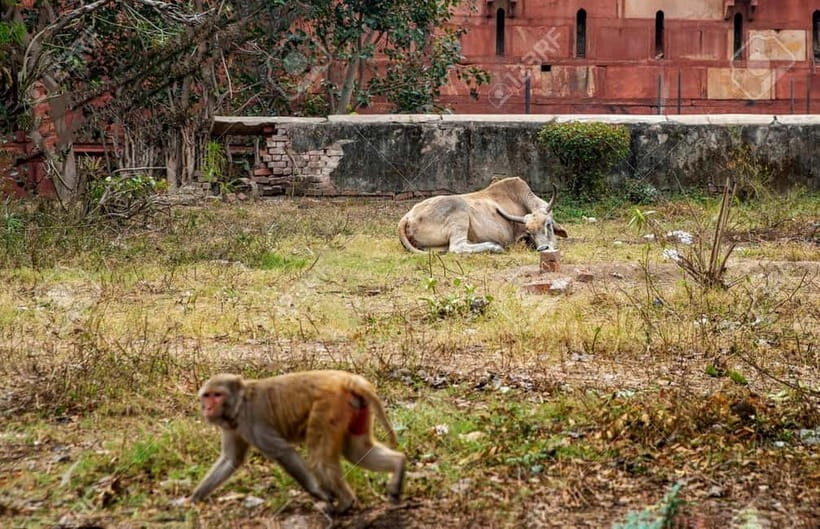 Agra: Monkey Safari Guided Walking Tour - Your guide’s monkey behavior and safety briefing (the part that makes it worth it)