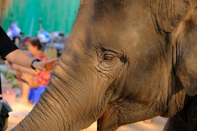 Day Trip to an Elephant Conservation and Care Center near Agra - Hotel pickup in Agra: the part that saves your morning
