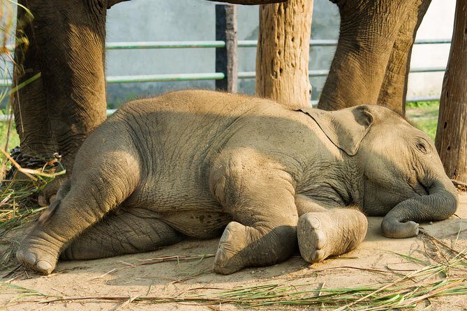 Day Trip to an Elephant Conservation and Care Center near Agra - A typical guide-led visit: learning without turning it into a lecture