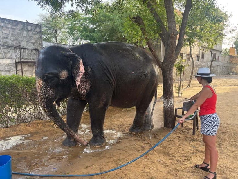 From Delhi: Taj Mahal Sunrise and Elephant Conservation Tour - Early-morning Delhi to Agra: comfortable travel for a tight schedule