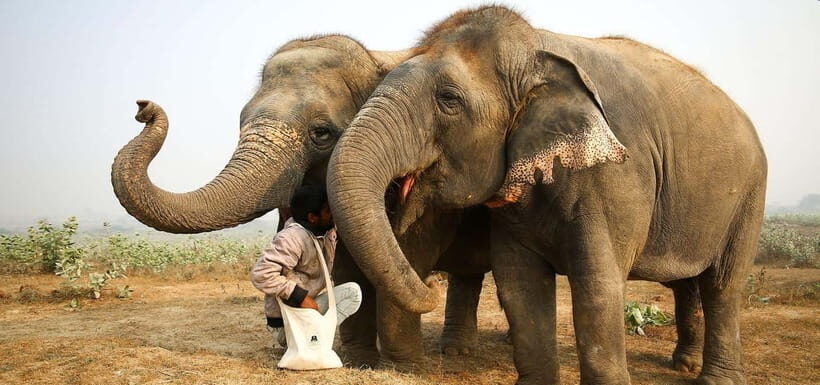 From Delhi: Taj Mahal Sunrise and Elephant Conservation Tour - Should you book this tour?