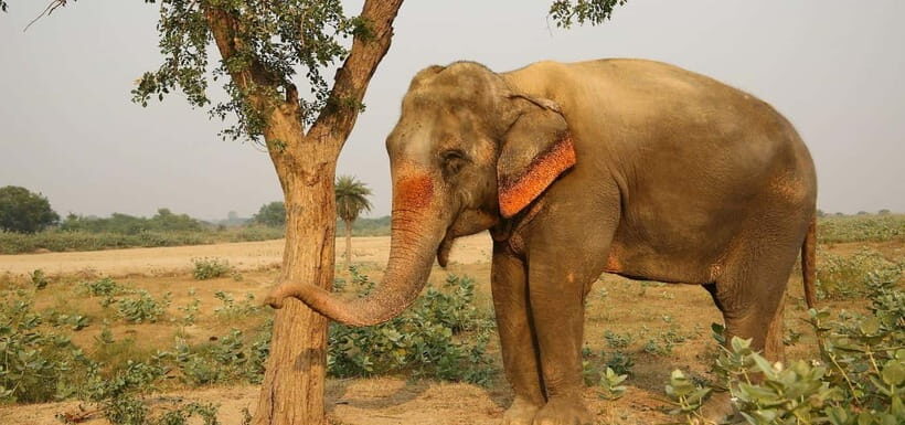 From Delhi: Taj Mahal Sunrise and Elephant Conservation Tour - Lunch break: the calm reset before the ride back
