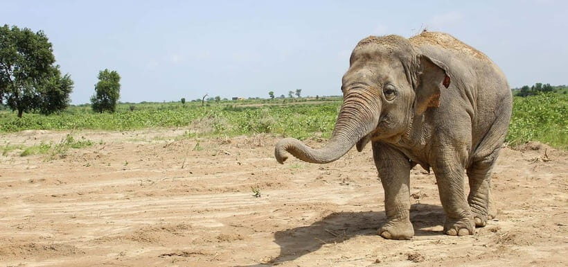 From Delhi: Taj Mahal Sunrise and Elephant Conservation Tour - Price and value: is $2.47 for a full day real?