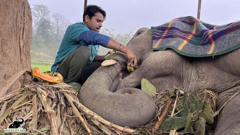 From Delhi: Taj Mahal Sunrise and Elephant Conservation Tour - Who this one-day Agra trip suits (and who should skip it)
