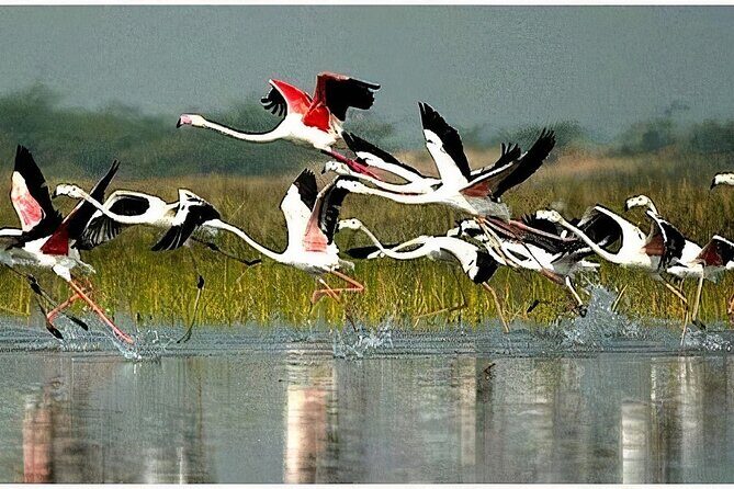Keoladeo Birds Park Tour From Agra To Jaipur Including Entry - Key things I’d watch for before you go