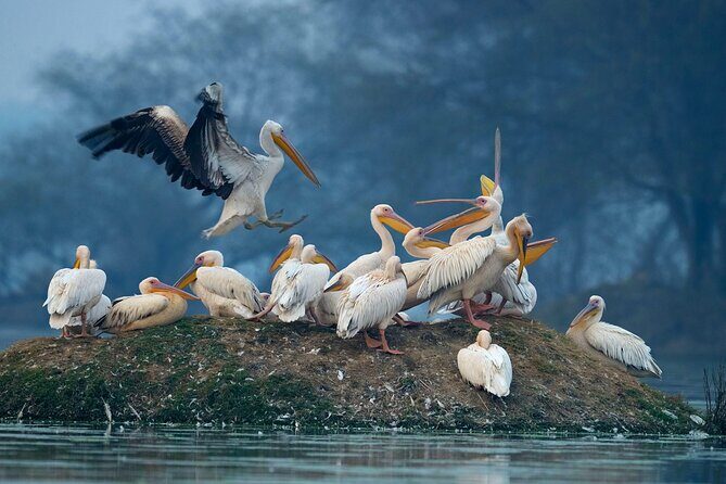 Keoladeo Birds Park Tour From Agra To Jaipur Including Entry - The Agra to Jaipur logistics that keep your day sane