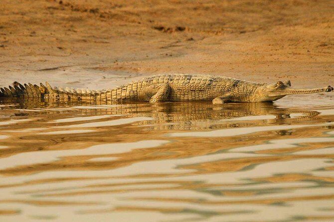 National Chambal Sanctuary and Alligator Day Tour from Agra - Key things that make this tour work