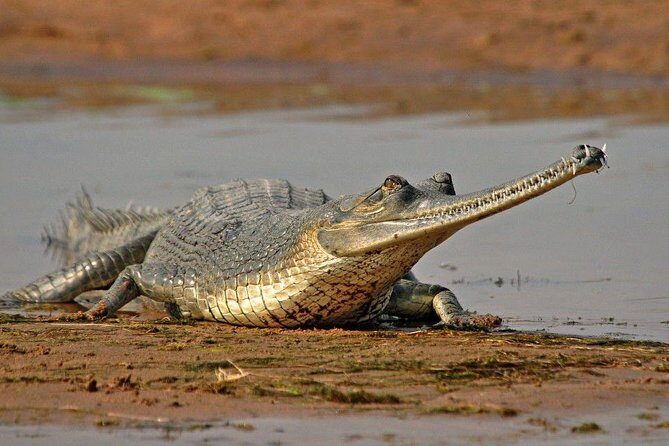National Chambal Sanctuary and Alligator Day Tour from Agra - Bateshwar Temples first: a calmer start on the Yamuna