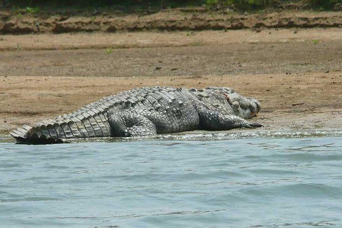 National Chambal Sanctuary and Alligator Day Tour from Agra - Timing and logistics: the early start that shapes the day