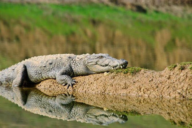 National Chambal Sanctuary and Alligator Day Tour from Agra - Reaching the Chambal area: why the drive distance matters