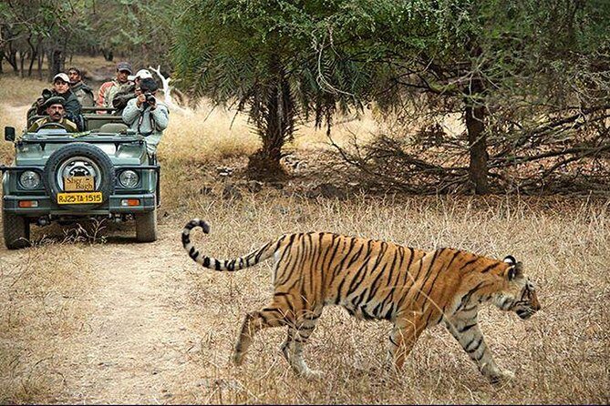 Private 3-Day Ranthambhore Tiger Tour from Agra ending in Jaipur - Ranthambore National Park with shared jeeps and an on-the-ground naturalist