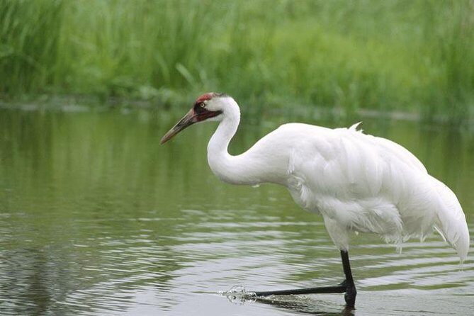 Private Day-Trip to Bharatpur Bird Sanctuary from Agra - Keoladeo National Park: the dawn timing that turns a trip into birding