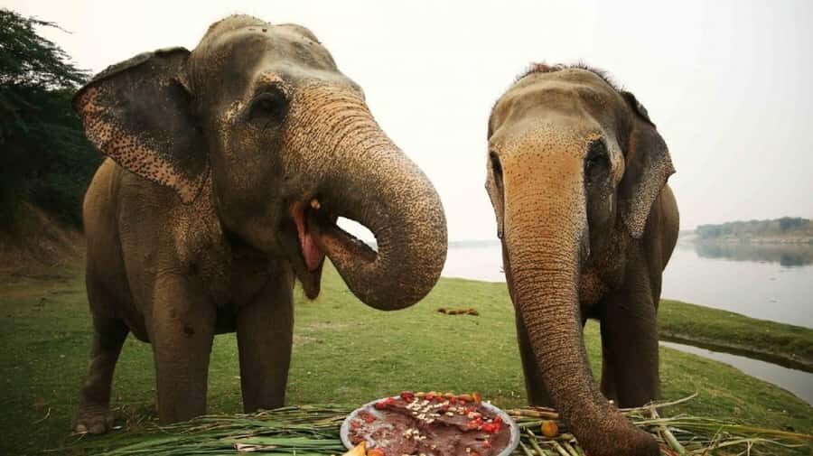 Taj Mahal Tour with Optional Wildlife Rescue Center Visit - Getting to Agra smoothly: pickup from Delhi, Noida, Gurugram, Aerocity